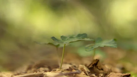 Rack focus of a small green sprout growing on a forest floor with blurred Stock Footage 346547045