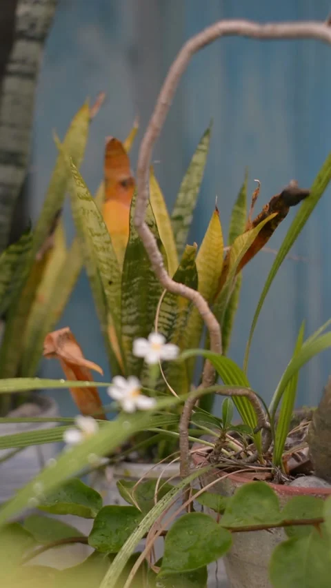 Rack Focus on Small Potted White Blossoms with Snake Plant Background Stock Footage 341802649