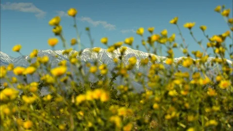 Rack focus from snow capped mountains to Death Valley wildflowers Stock Footage 87960926