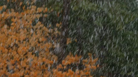 Rack focus from snow storm to forest background Stock Footage 129777022