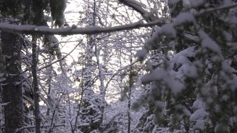 Rack focus to snowy branch Stock Footage 100137541