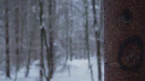 Rack focus in snowy woods 스톡 동영상 102906645