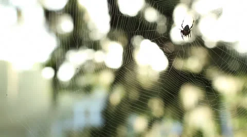 Rack Focus From Spider To House Stock Footage 26833061