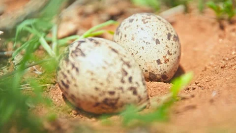 Rack focus of spotted thick-knee bird's eggs camouflaged on the ground in Africa Stock Footage 252297577