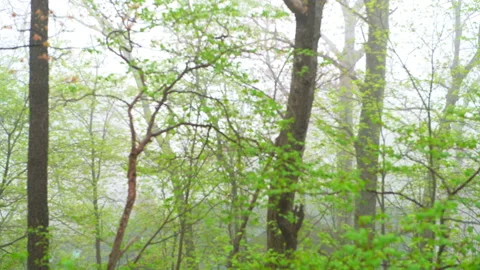 Rack focus spring fog in forest woods of Virginia Wintergreen resort ski town Video stock 165283199