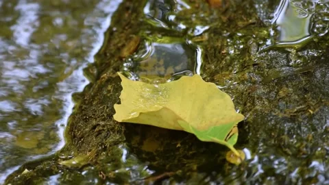 RACK FOCUS FROM STREAM TO A LEAF IN THE STREAM Vídeos de archivo 132298833