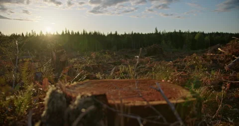 Rack focus stump to sunrise in middle of clear cut field Stock Footage 263095593