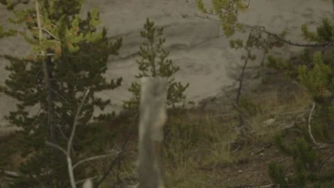 Rack Focus Sulfur Cauldron Yellowstone National Park Stock Footage 122224151