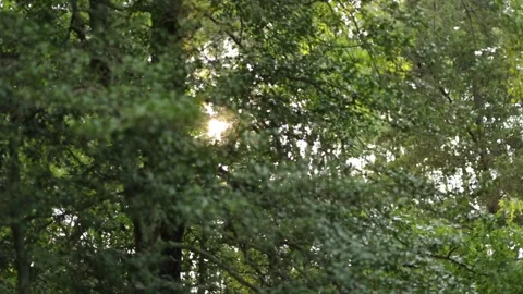 Rack focus of sun rays beaming through lush green trees Stock Footage 139930767
