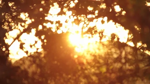 Rack focus Sunset across the trees and leaf Stock Footage 8766393