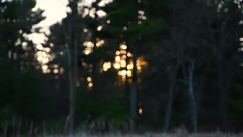 Rack focus on sunset through lakeside trees Stockbeeldmateriaal 130544022