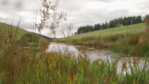 Rack focus from tall grass to bog Stock-Footage 143735278