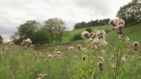 Rack focus from thistle plant to field Vidéo 143735401
