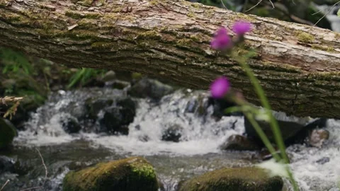 Rack Focus: Thistle to Waterfall Behind Stock Footage 340408589