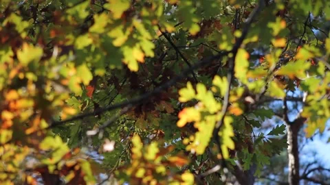 Rack Focus Through Fall Leaves at Golden Hour Stock Footage 236812023