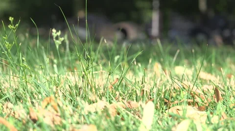 Rack Focus through Grass to see Geese eating grass Stock Footage 40267160