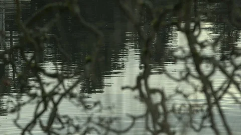 Rack focus through grass to tree branch shapes to ripples on water Stock Footage 92002164