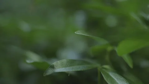 Rack focus through green leaves - closeup Stock Footage 234811493