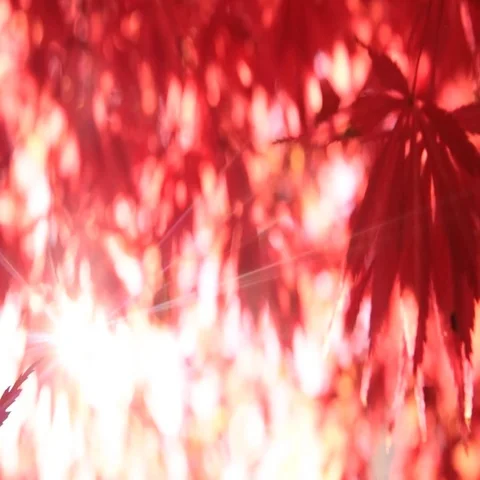 Rack focus through a Japanese Maples in the Fall Video stock 69559493