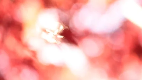 Rack focus through a Japanese Maples in the Fall Video stock 69839090