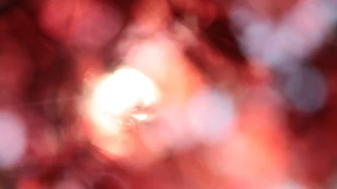 Rack focus through a Japanese Maples in the Fall  Video stock 69839205