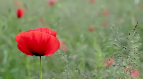 Rack focus through poppies Stock Footage 11154064