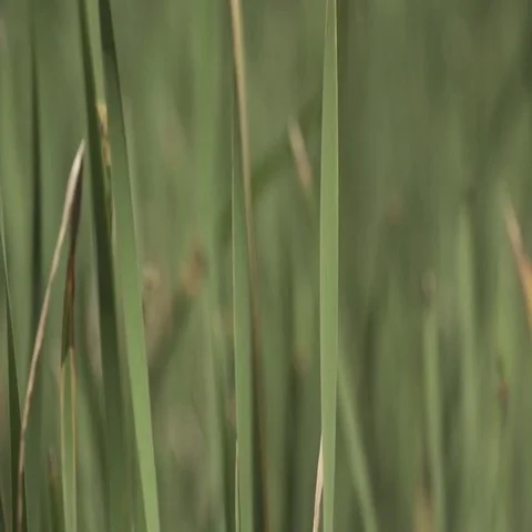 Rack focus through reeds Video stock 69455179