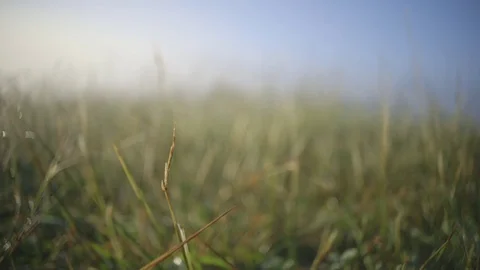 Rack focus through tall grass in Great Smoky Mountains, TN 動画素材 74882829