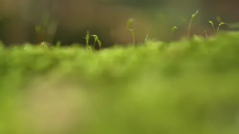 Rack focus on tiny green moss sporophytes growing in a forest with bokeh Stock Footage 346522483