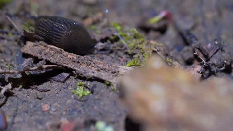 Rack Focus from Toad to Slug, Shallow Depth of Field Wildlife Macro, Amphibian Stock Footage 332532676