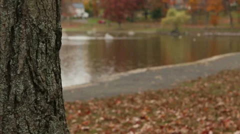 Rack focus from tree to autumn lake scene in park Stock Footage 27506092