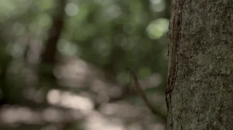 Rack focus from Tree to background foliage Video stock 33268402