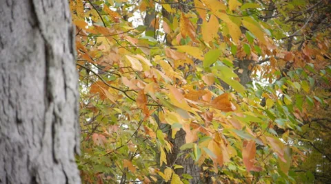 Rack focus from tree bark to vibrant foliage leaves Stock Footage 34444518