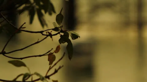 Rack Focus From Tree Branch to Small Boat Bobbing in Water Stockbeeldmateriaal 25087582