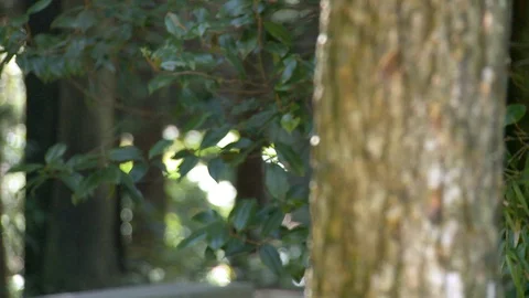 Rack Focus Tree to Forest in China Stock Footage 120533495