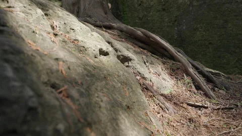 Rack Focus on Tree Roots over Rocks on Forest Floor at Inglis Falls Stock Footage 340995937