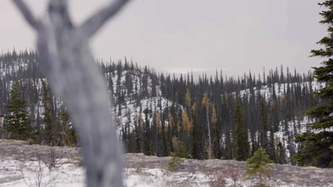 Rack focus of tree to snowflakes, Northwest-Territories, Canada Stock Footage 244646466