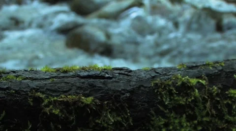 Rack focus from tree to stream Stock Footage 997992