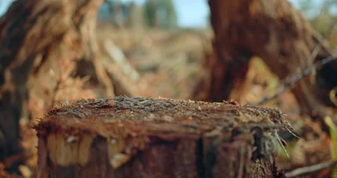 Rack focus tree stump into clearcut field debris Stock Footage 304273795