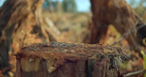 Rack focus tree stump into clearcut field debris Stock Footage 304576000