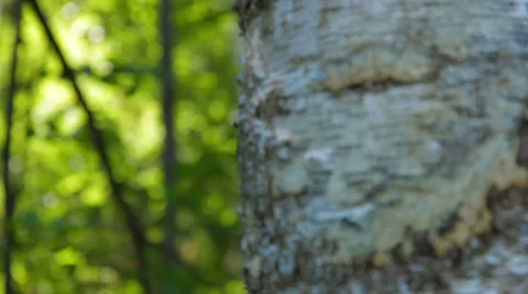 Rack focus from a tree to the tall forest trees Stock-Footage 59572432