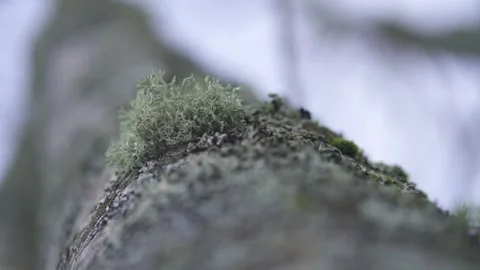 Rack Focus on Tree Trunk in Forest Stock Footage 323014329
