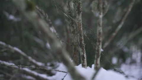 Rack Focus on Tree Trunk in Forest Stock Footage 323014396
