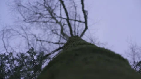 Rack Focus on Tree Trunk in Forest Stock Footage 323014582