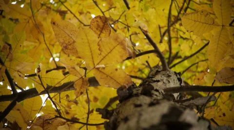 Rack focus up tree trunk to yellow leaves Stock Footage 33059472