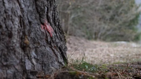 Rack focus tree wood 4k Stock Footage 87862515