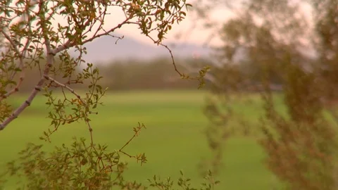 Rack focus trees and shrubs to putting green golf flag Video stock 125273634
