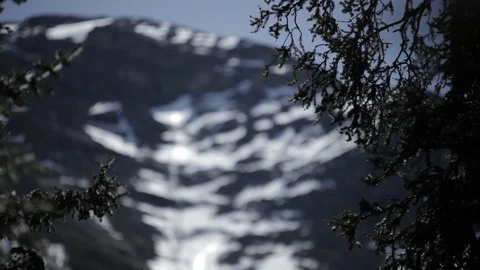 Rack focus on trees in front of a snow-capped mountain in Alberta Stock Footage 90828170