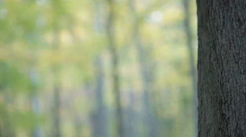 Rack focus of Trees in Nature Stock Footage 33059574