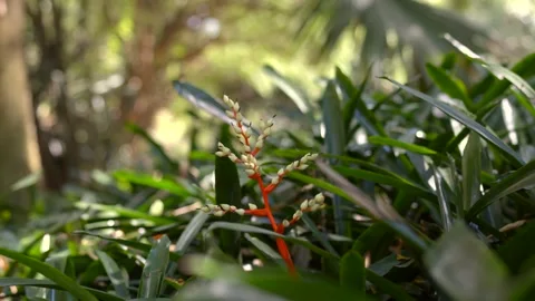 Rack Focus Tropical Flower Macro Lush Green Foliage Botanical Garden Stock Footage 331957810